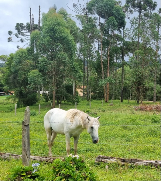 Fazendinha