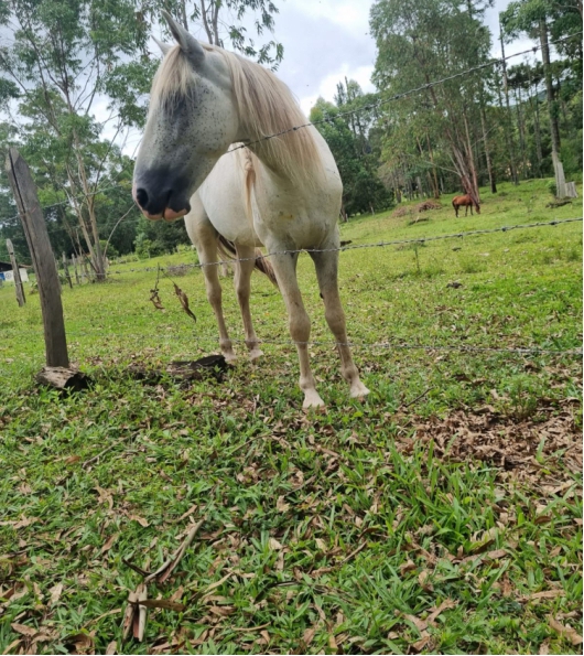 Fazendinha