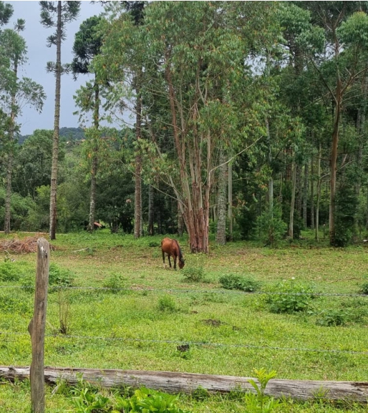 Fazendinha