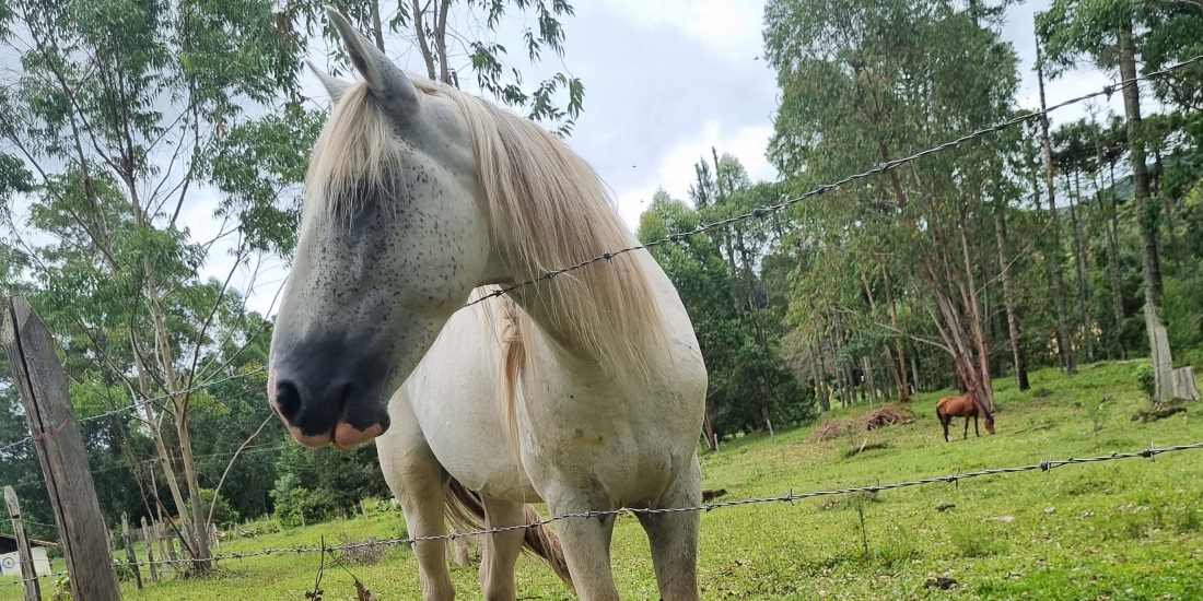 Chalé Tangará